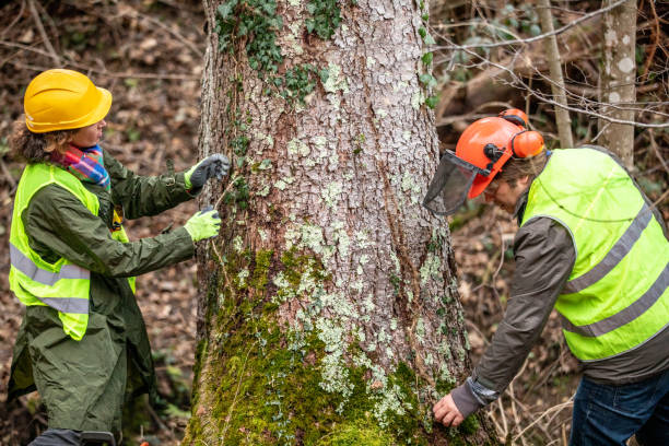 Monticello, FL Tree Removal Services Company